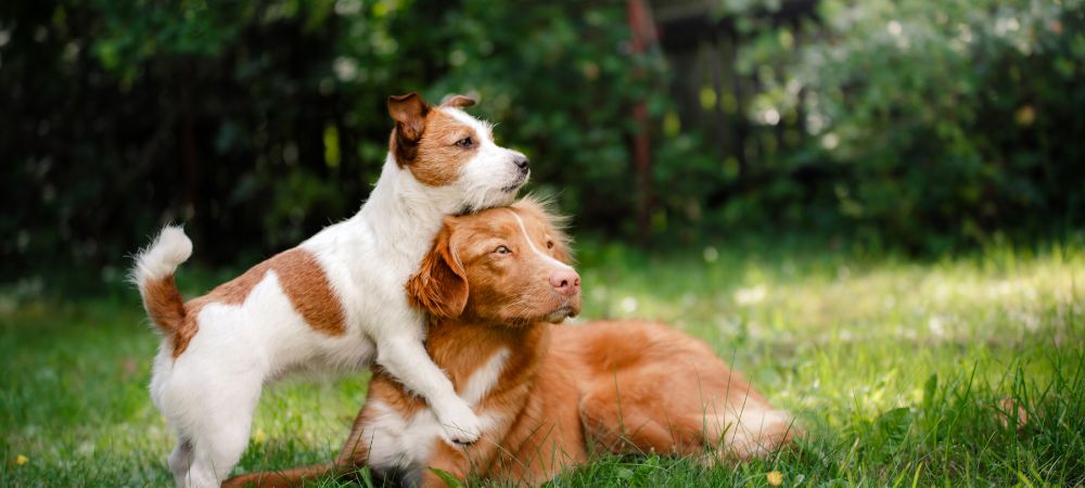 What is involved in providing preventative healthcare for pets?