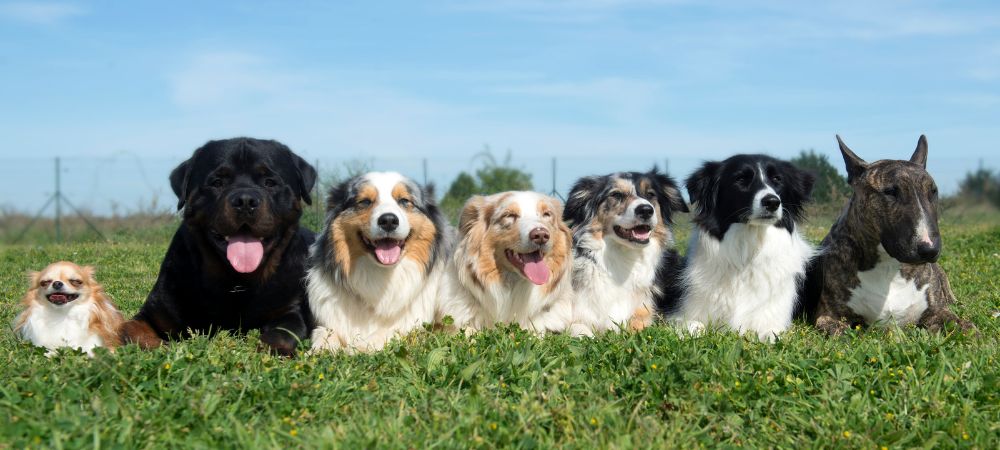 Discover the Secrets to Providing Top Notch Care for Your Beloved Pets