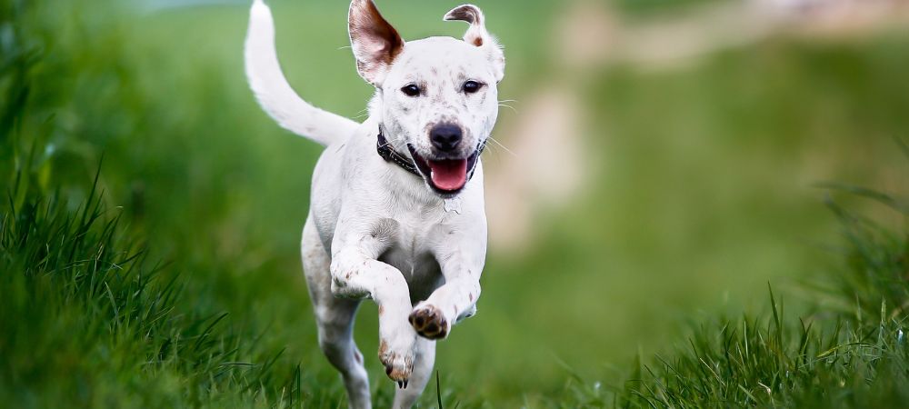 How to Keep Your Furry Friend Happy and Healthy with These Animal Care Tips