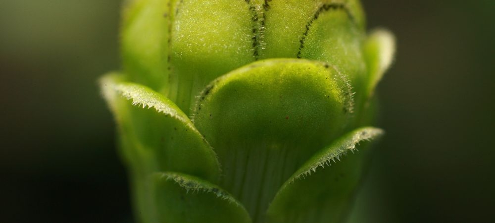 Focus stacking